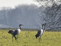 Kranich (Grus grus)  03